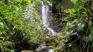 Una cascada fluye sobre rocas en un entorno boscoso y frondoso.