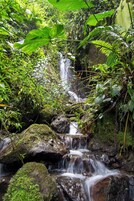 Una cascada fluye sobre rocas en un entorno boscoso y frondoso.