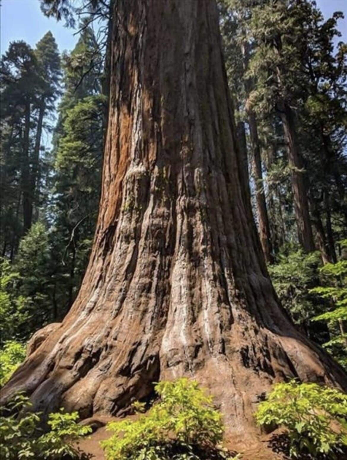 Un grand arbre à l’écorce épaisse, entouré d’une forêt.