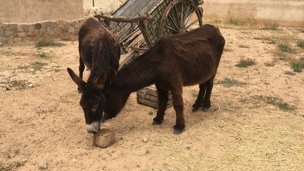 Two donkeys grazing near a wooden cart and a stone wall in a dry, grassy area.