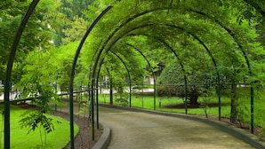 Un sendero bajo un arco verde rodeado de follaje exuberante.