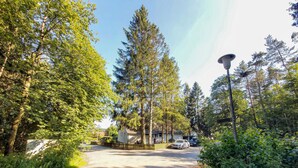 A residential area with a paved driveway leading to a house, surrounded by tall trees and greenery. - Cozy apartment in Goslar OT Hahnenklee with WiFi (Goslar OT Hahnenklee)