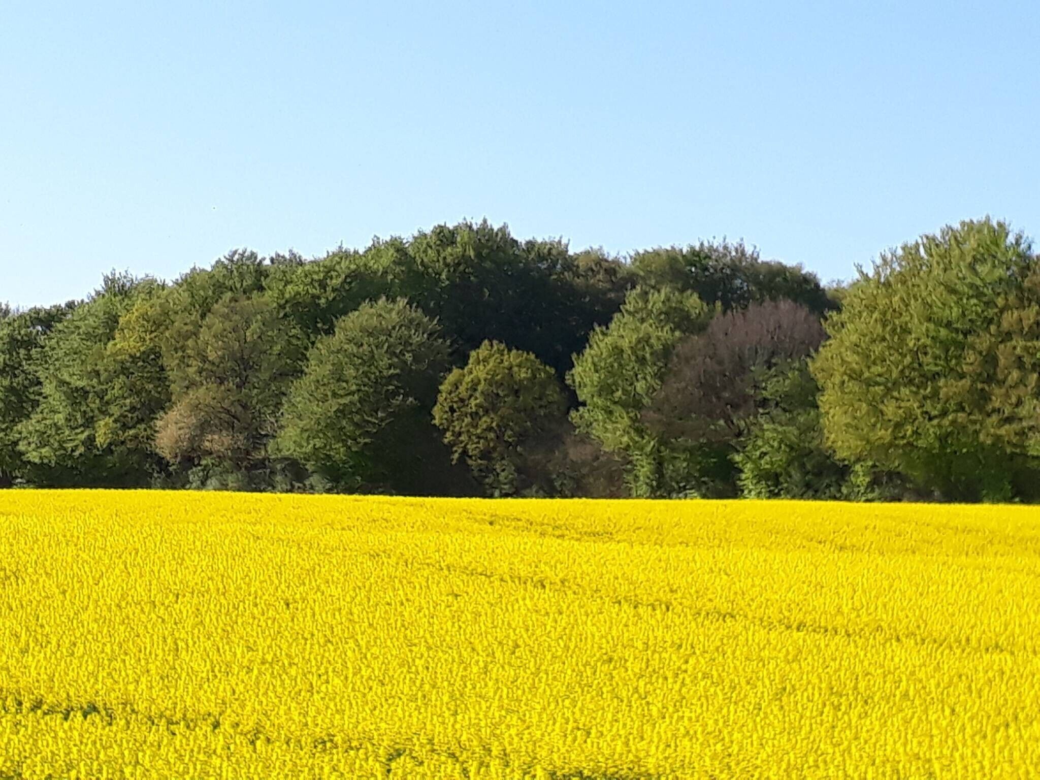Un champ de fleurs jaunes, avec des arbres en arrière-plan.
