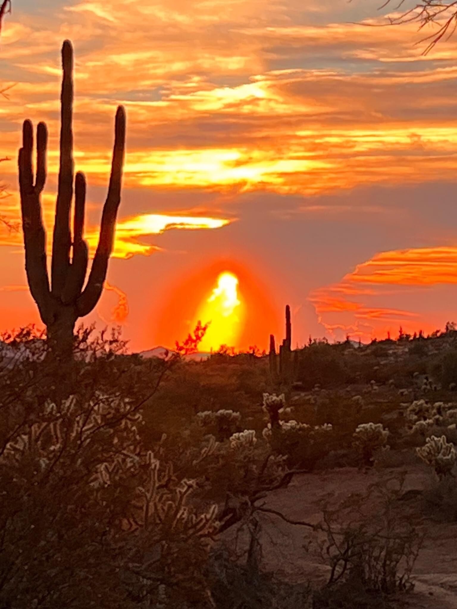 Woestijnlandschap met een opvallende cactus en een zonsondergang.