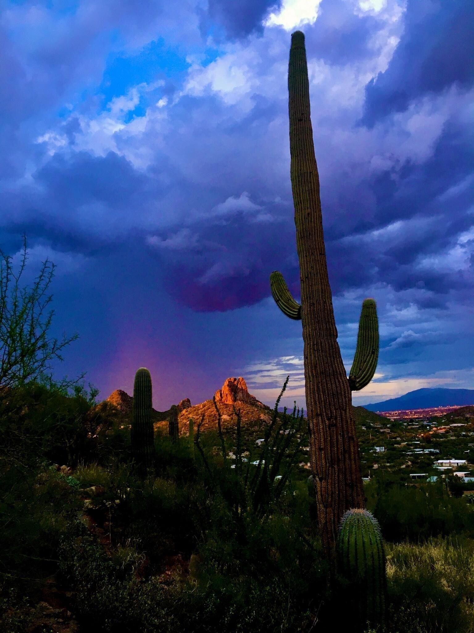 A desert landscape with prominent cacti and a mountain in the background.
