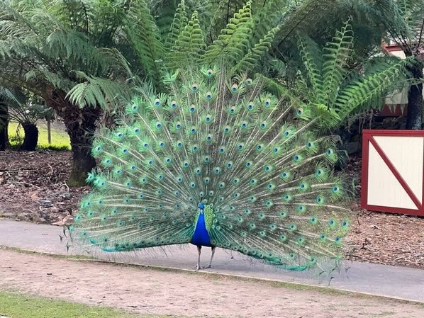 A peacock with its feathers fully fanned out, standing on a paved path with trees in the background. - Cosy Launceston Spa Cottage w Fire Pit and BBQ (West Launceston)