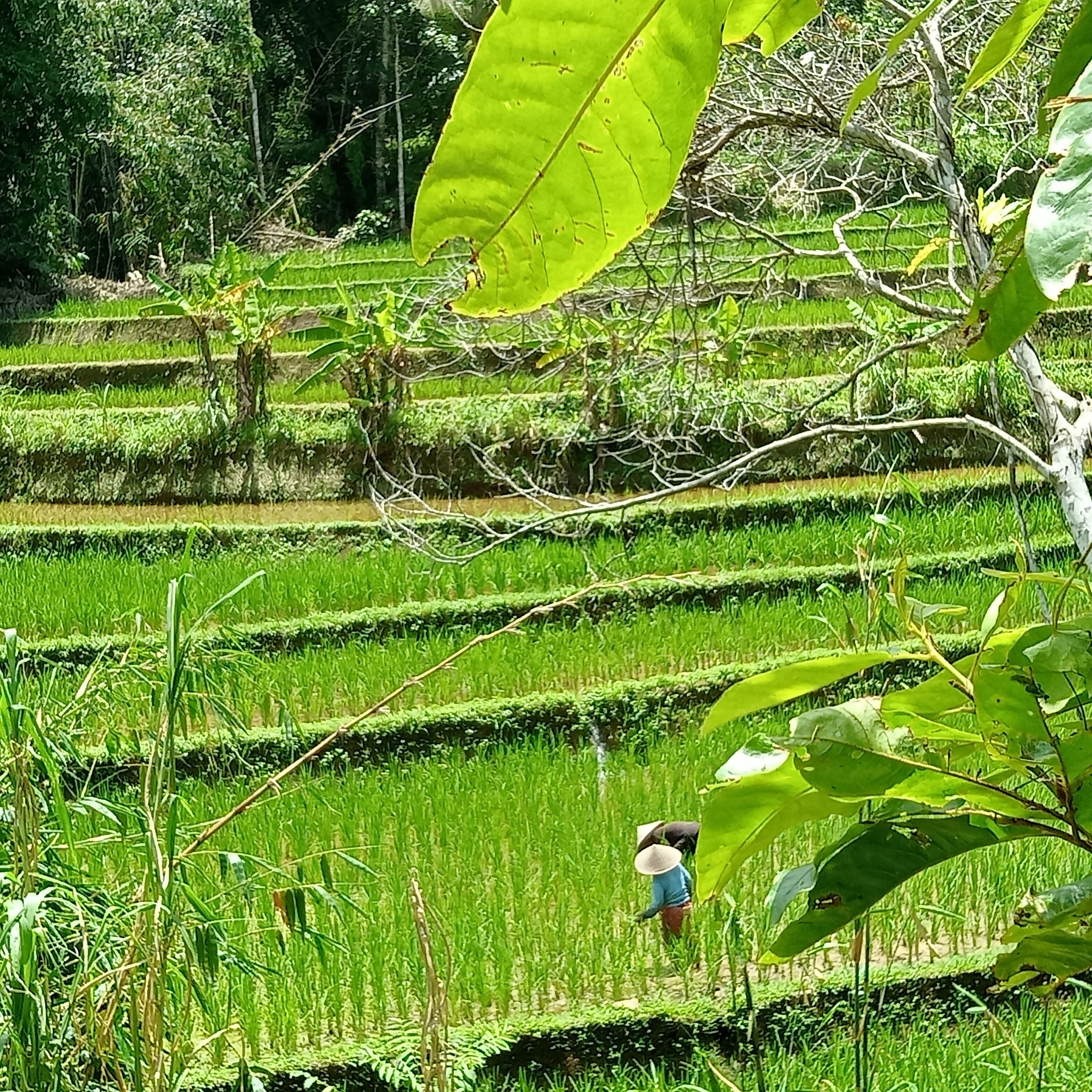 A person working in a lush, tiered rice field with dense vegetation and trees in the background.