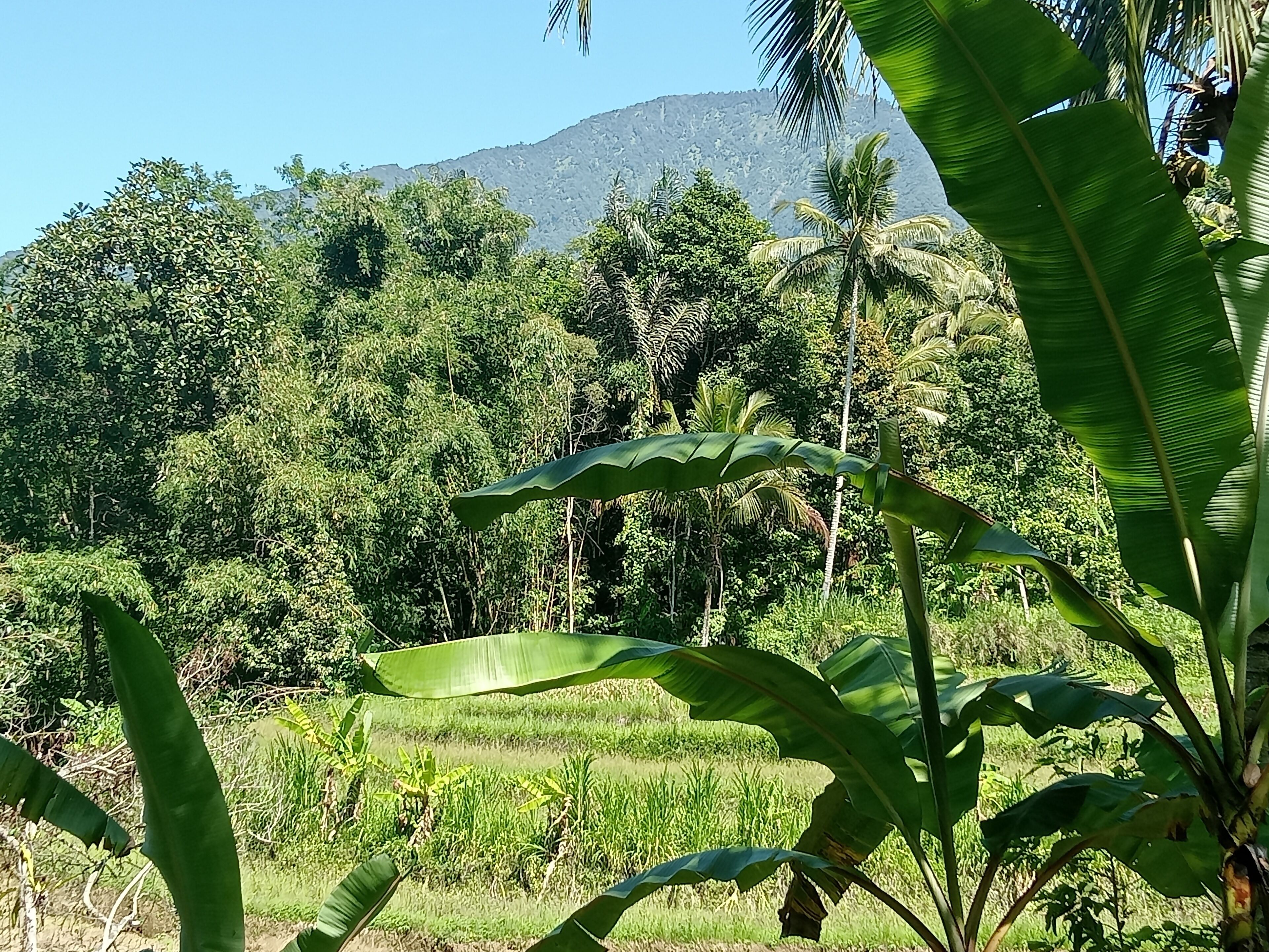 A lush green landscape with a mountain in the background.