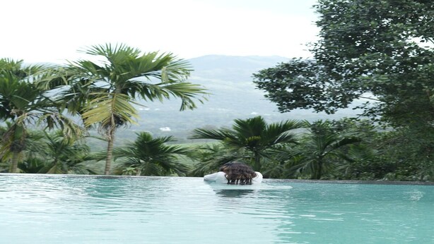A clear view of a swimming pool with palm trees and mountains in the background. - Lush Hills by Benchmark (Vythiri)