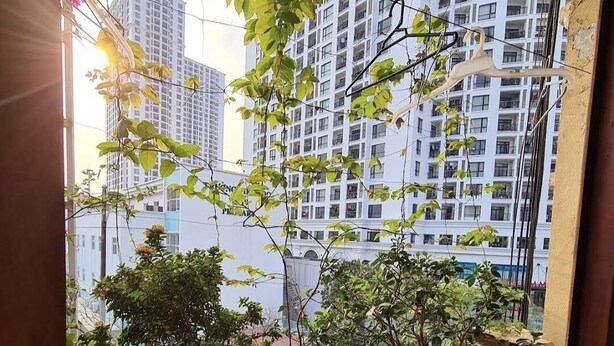 Un balcon agrémenté de plantes en pot et offrant une vue sur des immeubles de grande hauteur.