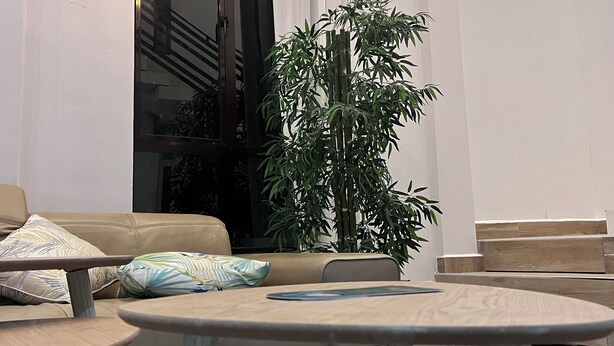 Een moderne woonkamer met een bank, een salontafel en een grote potplant.