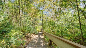 Eine hölzerne Treppe, umgeben von üppigem Grün, die zu einer höheren Lage führt.