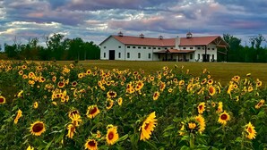 Un edificio grande de color blanco con techo rojo, rodeado por un campo de girasoles.