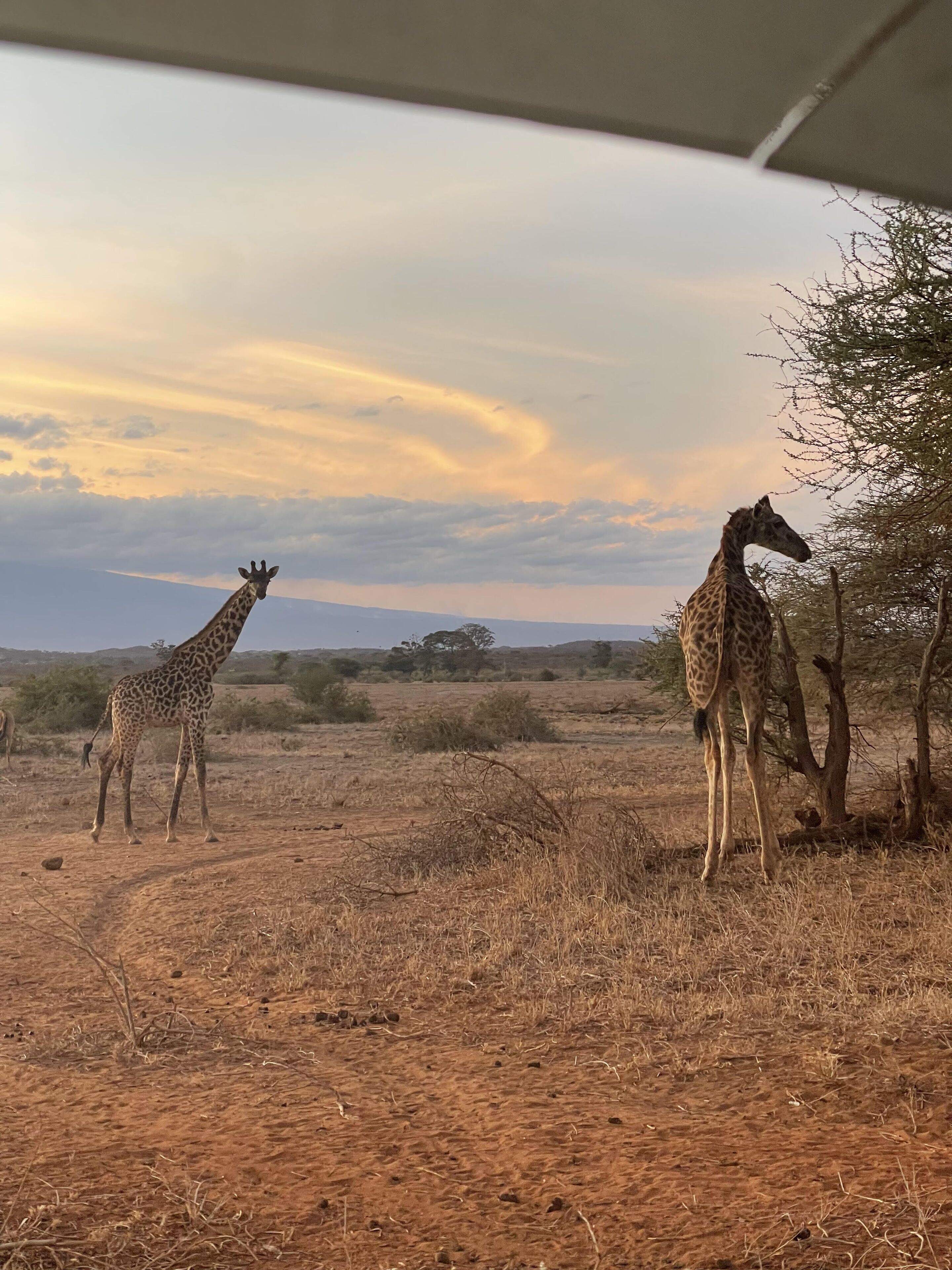 Two giraffes in a dry savanna landscape with sparse trees and a clear sky.