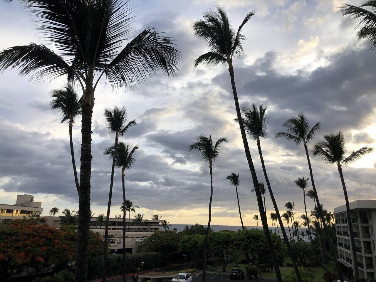 A view of tall palm trees against a cloudy sky.