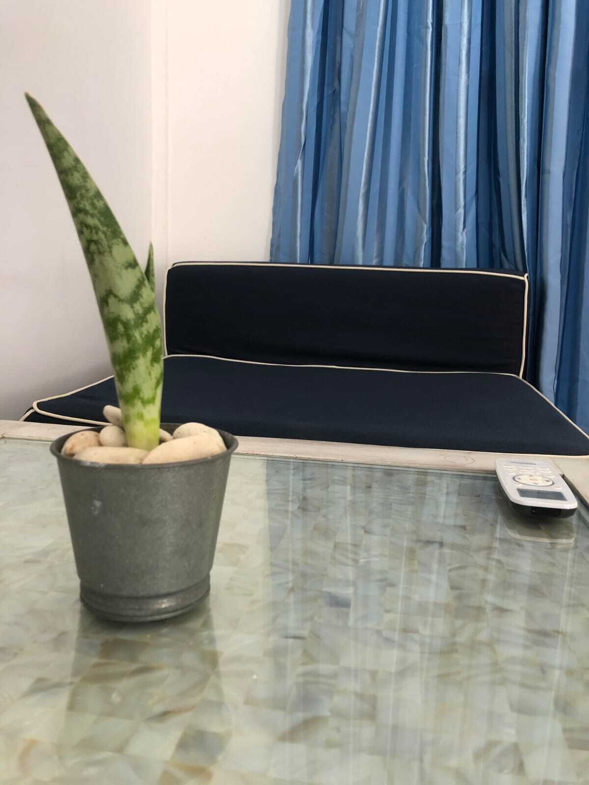 A room with a bed, a potted plant, and a remote control on a glass table.