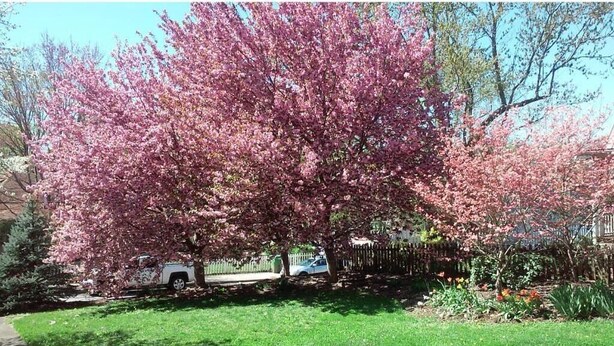 A large tree with pink blossoms in a residential area. - Private Suite Walk Downtown- Private Bath-Private entrance. (Asheville)