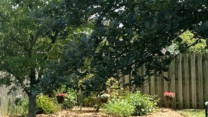 A garden with a wooden fence, various plants, and hanging flower baskets.