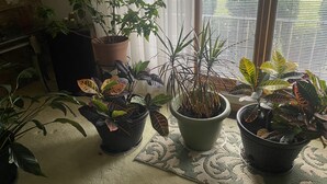 A room with several potted plants arranged on a rug near a window with blinds.