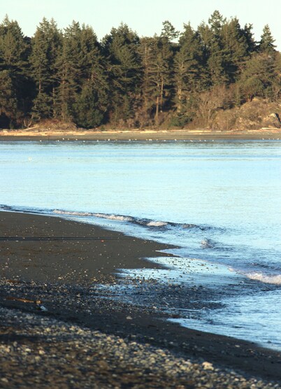 Cute and Cozy, Walking distance to Gorgeous Beach or Beautiful Forest Walk!