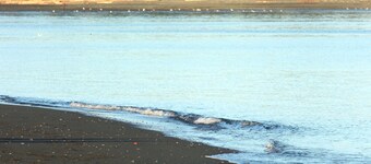 Cute and Cozy, Walking distance to Gorgeous Beach or Beautiful Forest Walk!