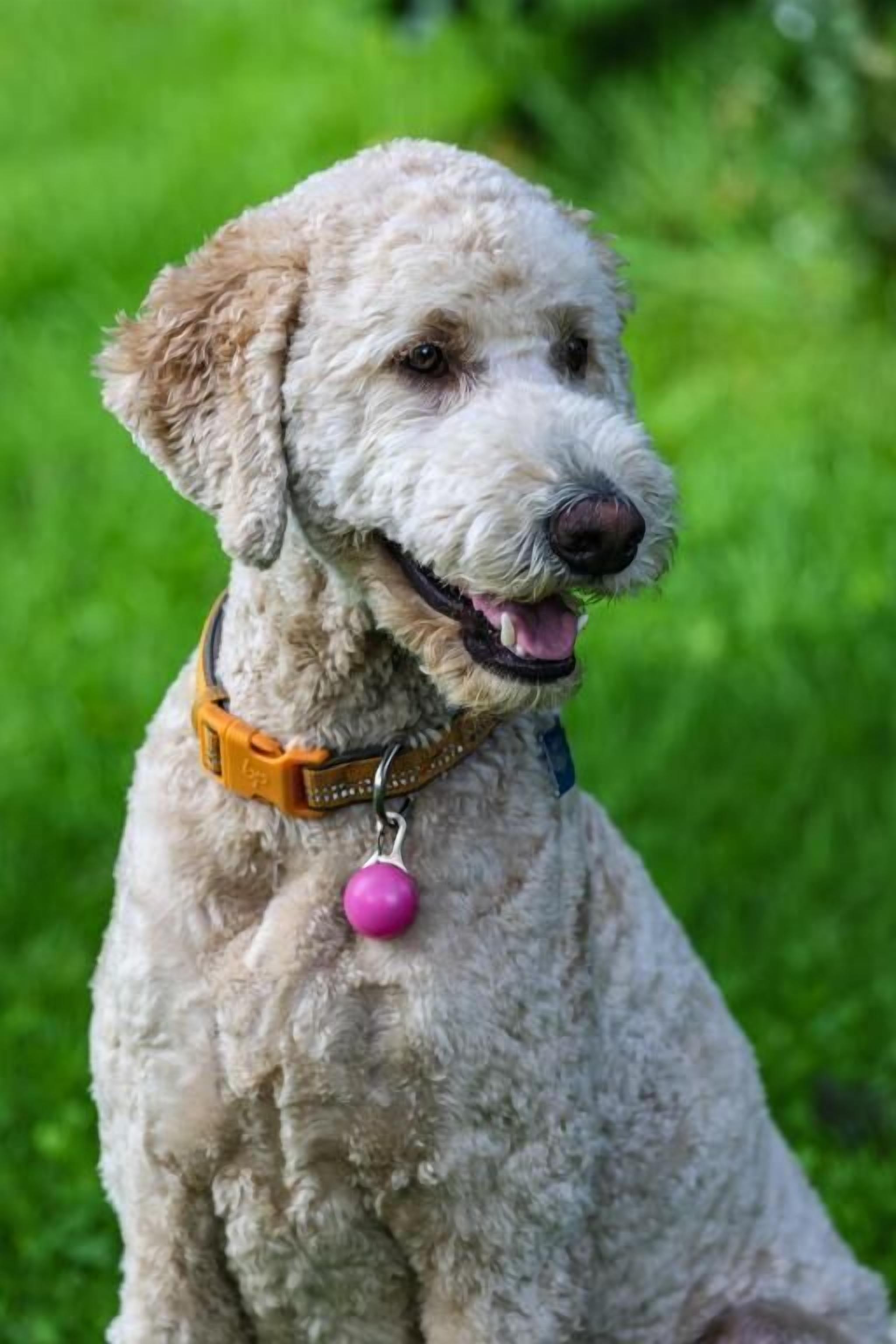 A dog with curly fur and a collar with a pink tag.
