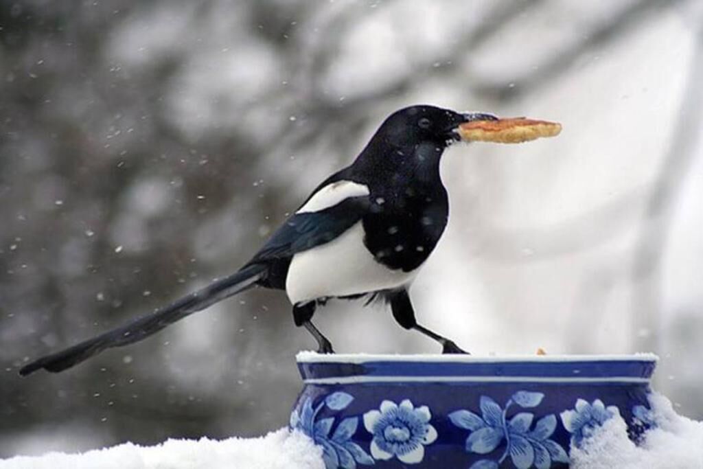 Um pássaro pousado em uma tigela azul com padrão floral, com flocos de neve caindo ao redor.