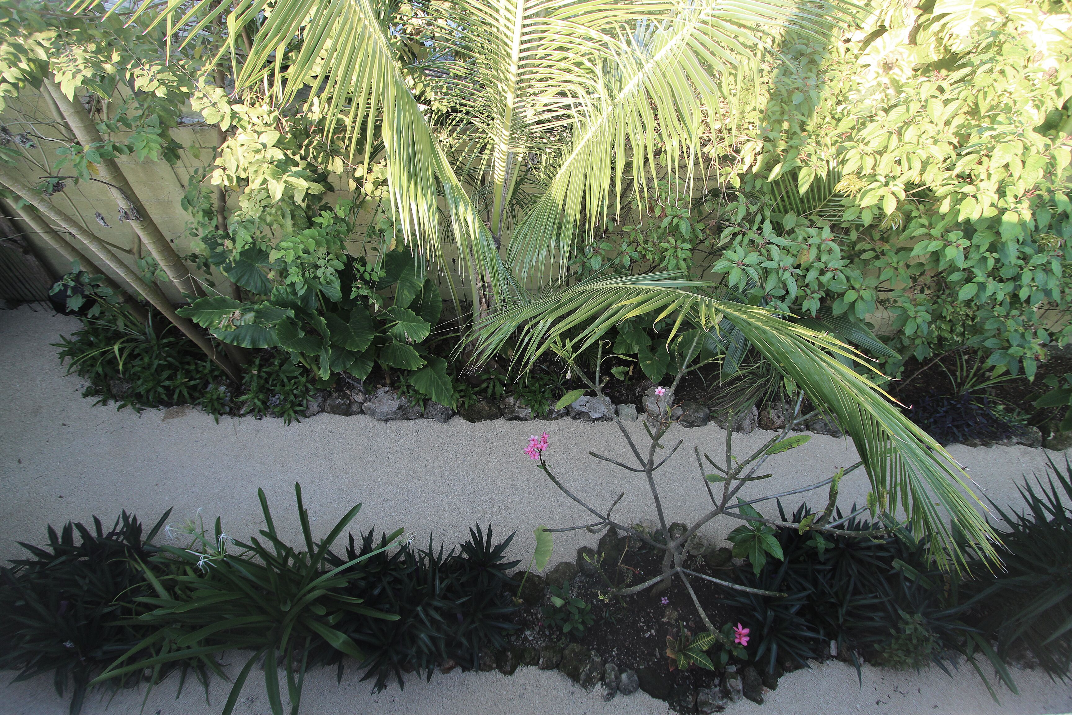 Un jardín con diversas plantas y un sendero de arena.