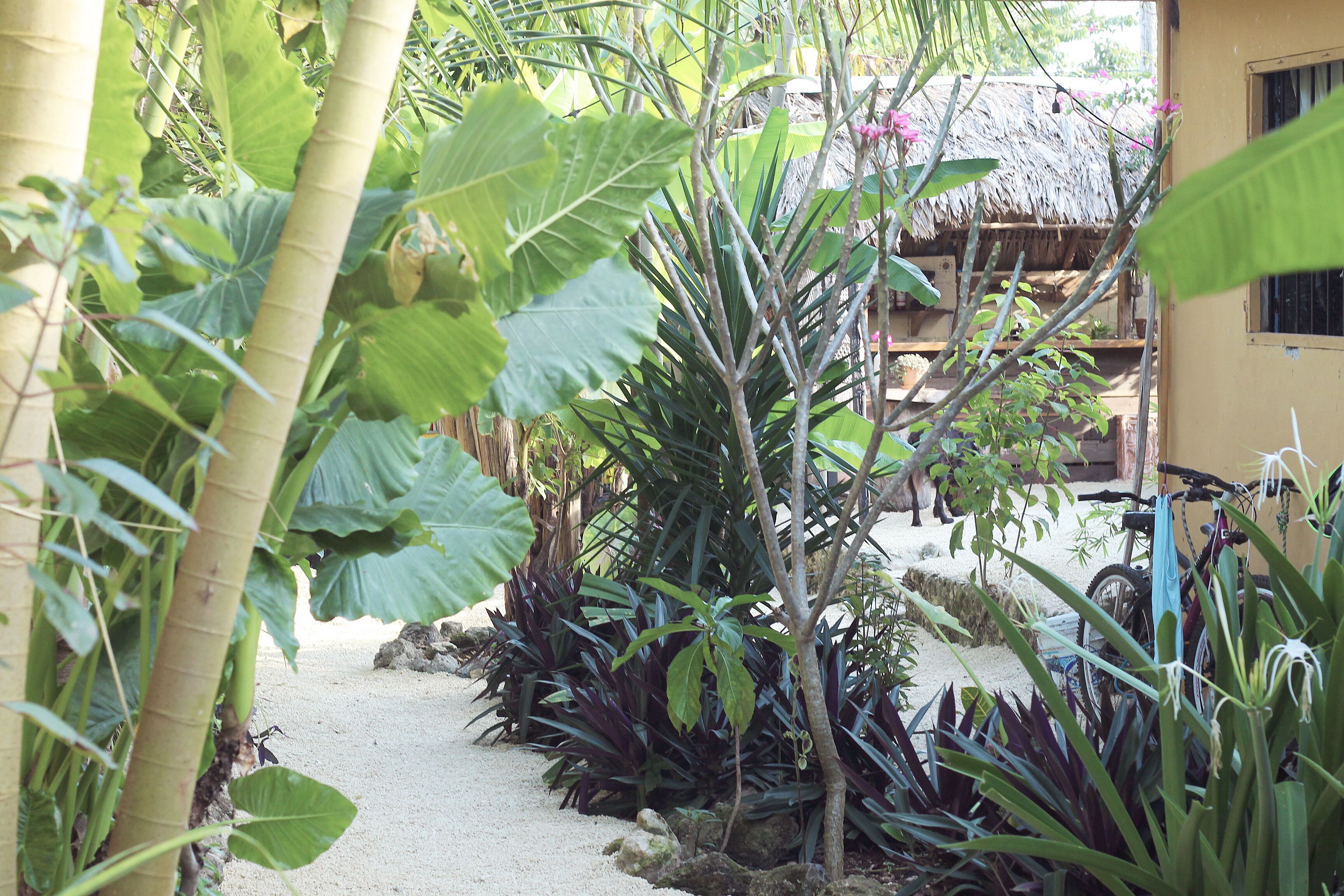 Un sendero en un jardín con plantas tropicales y una estructura de techo de paja.
