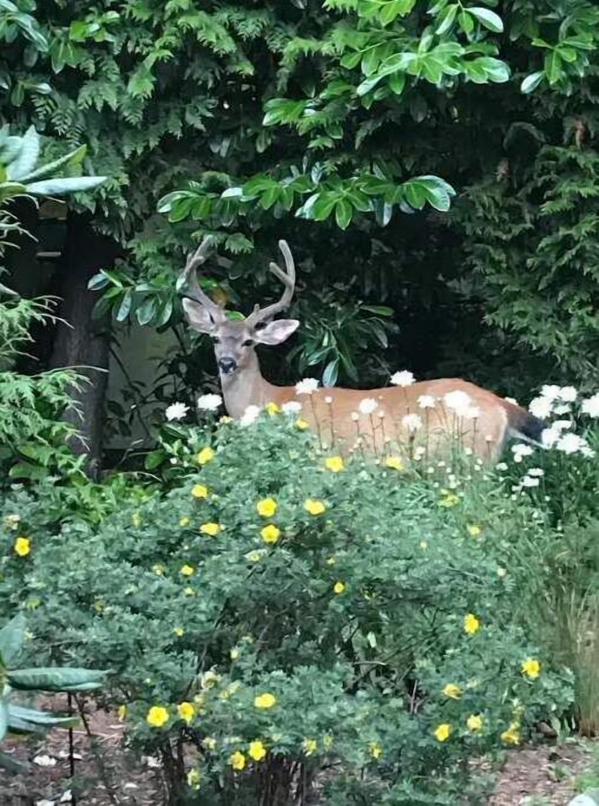 A deer in a garden with dense foliage and yellow flowers.