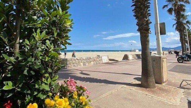 Eine Küstenpromenade mit Palmen, ein Strand im Hintergrund und ein Blumenbeet mit gelben Blüten.