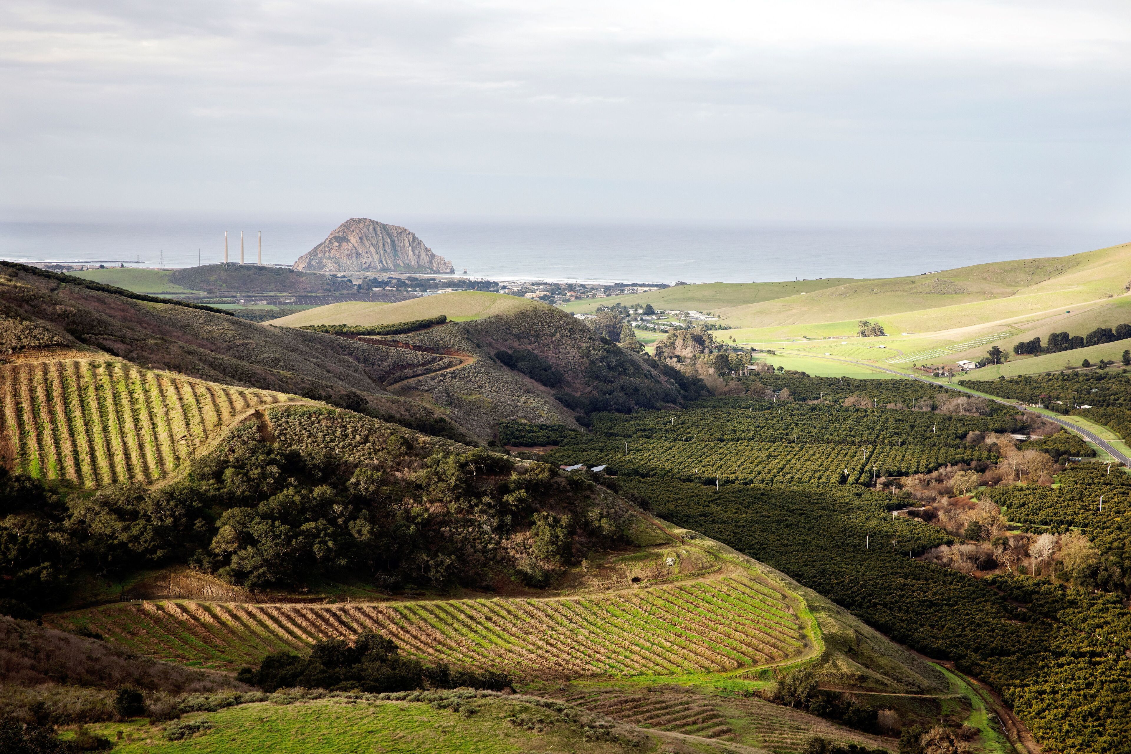 Hass on the Hill - Oceanview Estate