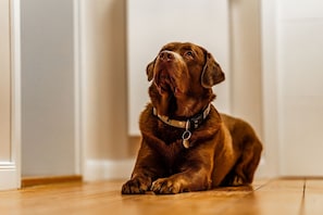 Pet-friendly - Mollibahnhof Ost - Ferienwohnung 01 - Mollibahnhof - Kühlungsborn Ost (Kühlungsborn)