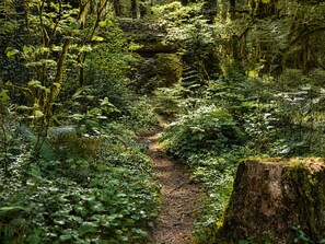 Property grounds - Cozy retreat, newly renovated with loft, hot tub, creek access, pet friendly (Rhododendron)