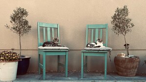 Dos sillas con gatos, una planta en maceta y una pared.