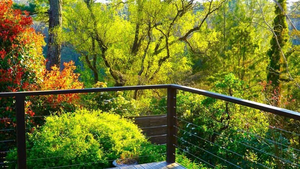 Un escalier doté d’une rampe métallique mène à un jardin luxuriant, où l’on trouve différentes espèces d’arbres et d’arbustes.