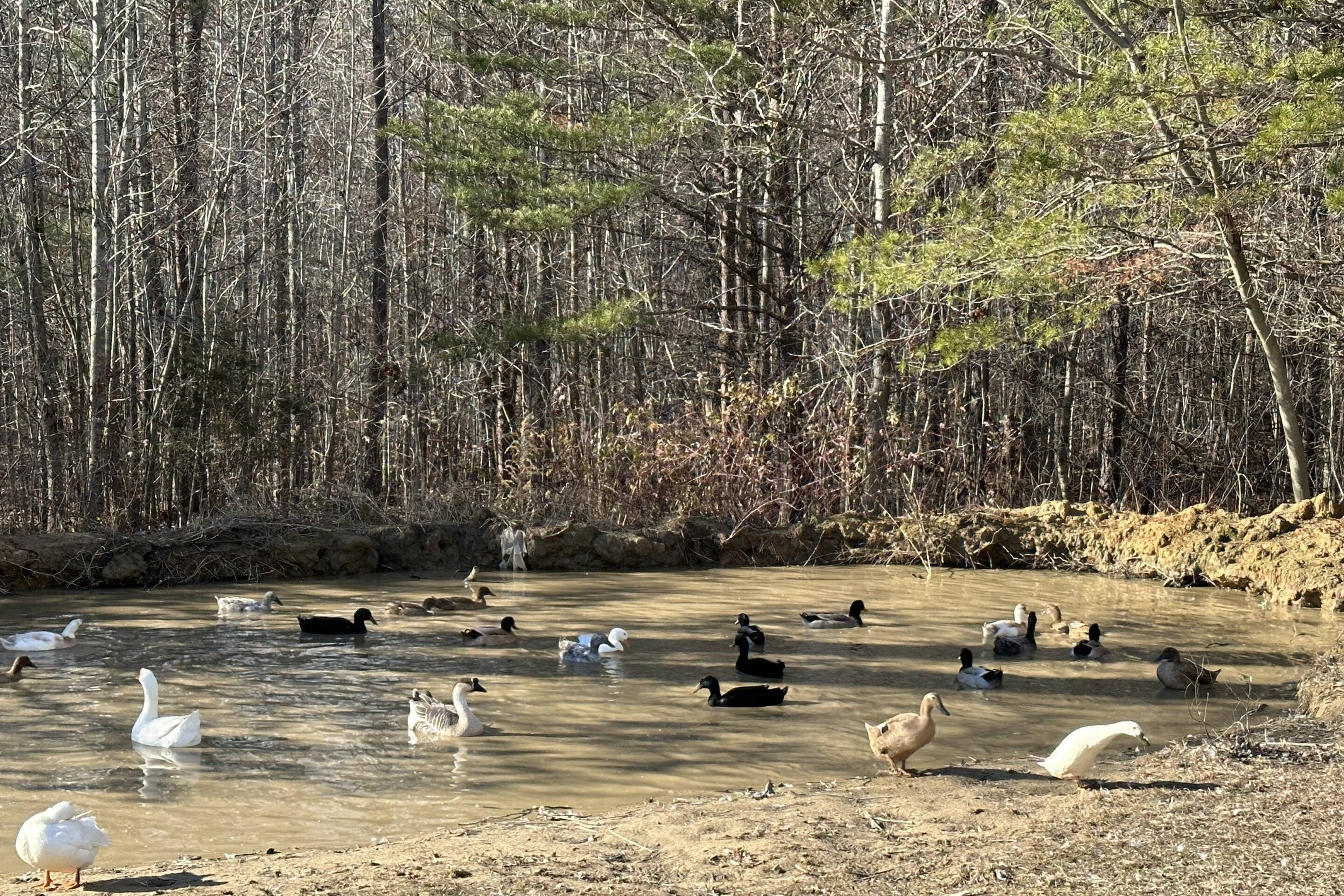 A natural setting with a body of water surrounded by trees and land.
