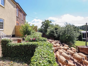 Cottage | Property grounds - Twyford Farm Cottage (Tiverton)
