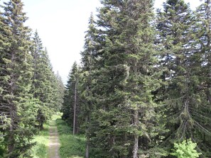 A forested area with a narrow path.