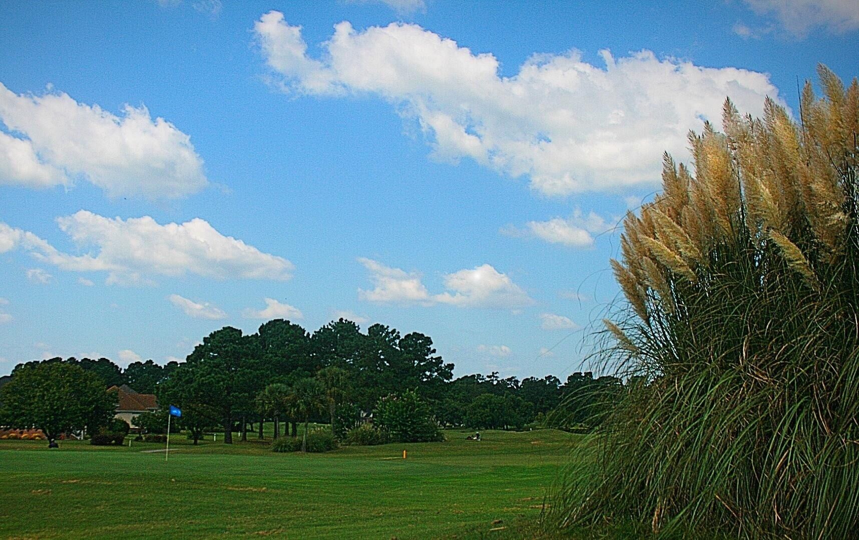 A grassy field with trees and a clear sky.