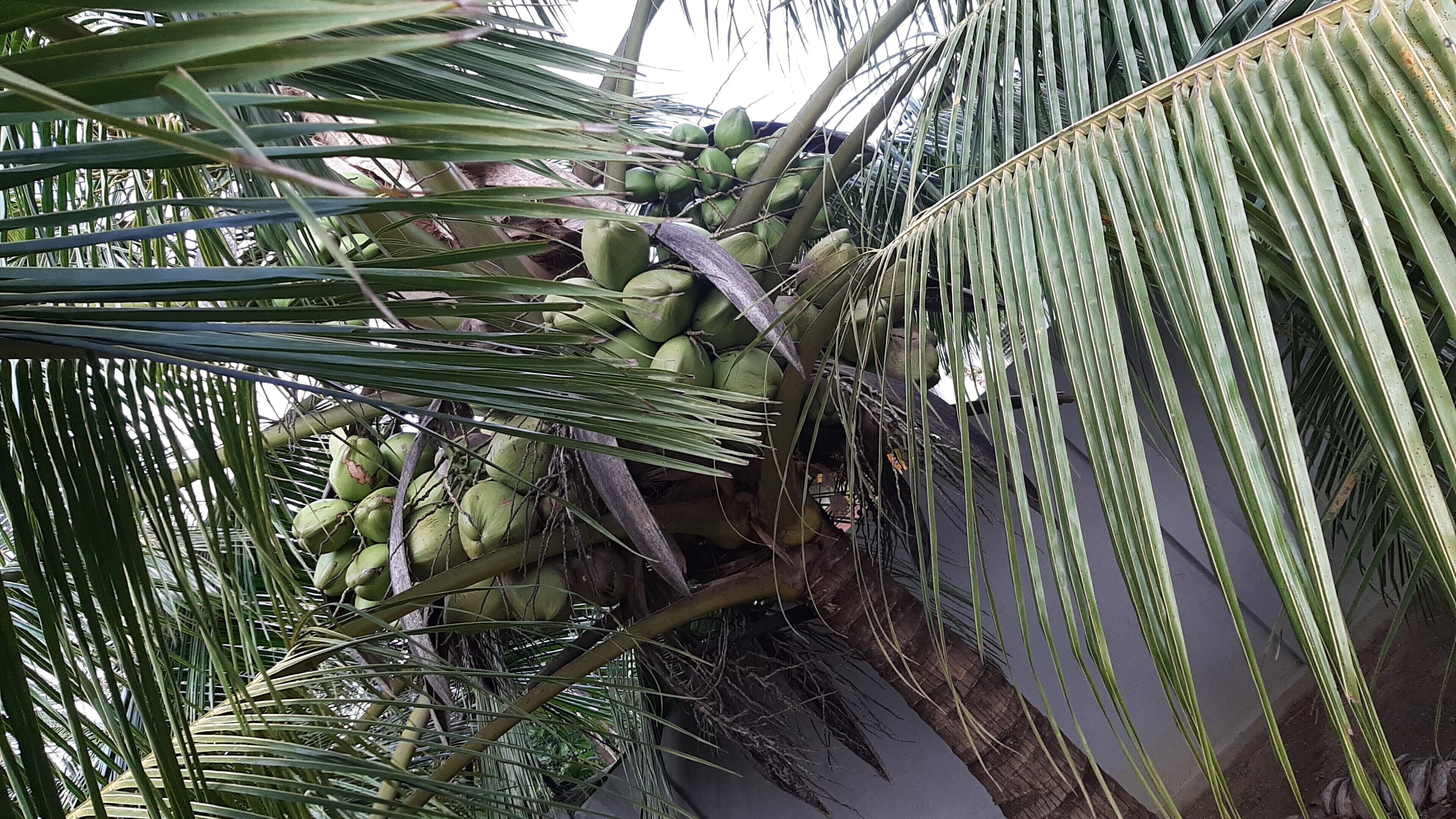 A palm tree with coconuts.