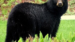 A black bear standing in a grassy area with trees in the background. - The Cottages at Gull & Castle Cabin #1 (Wasagaming)