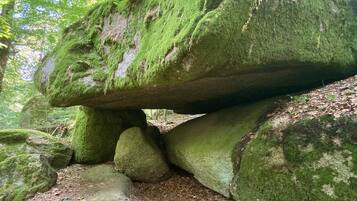 Una formació rocosa coberta de musc en un bosc.