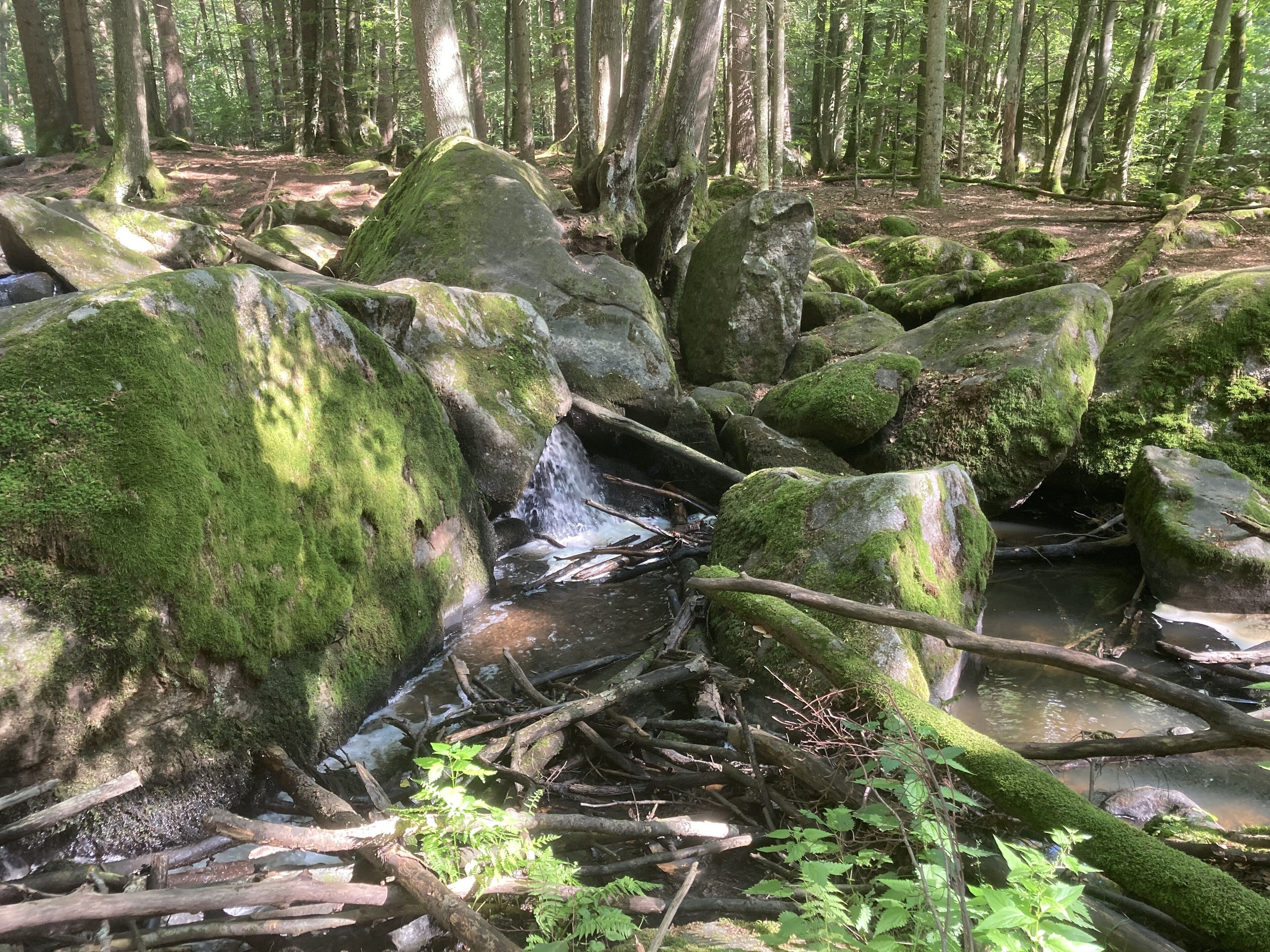 Area boscosa con un piccolo corso d'acqua che scorre su rocce e rami caduti.