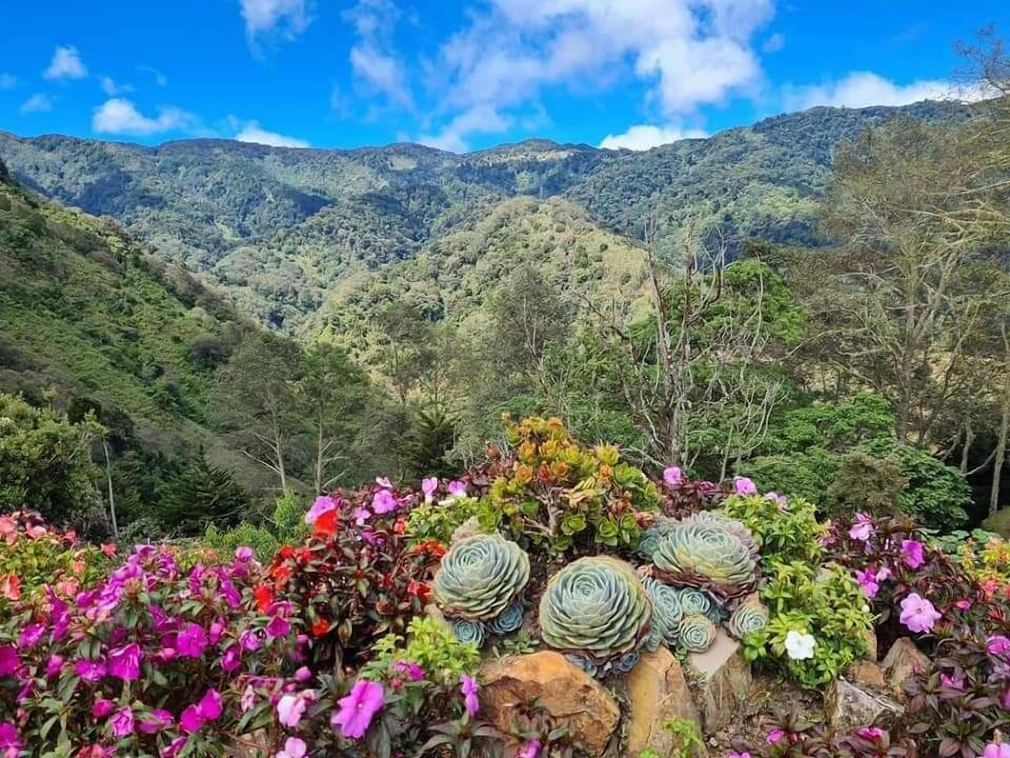 Een bergachtig landschap met op de voorgrond kleurrijke bloemen en vetplanten.