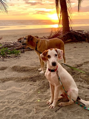 Dois cães numa praia de areia com o pôr do sol ao fundo.