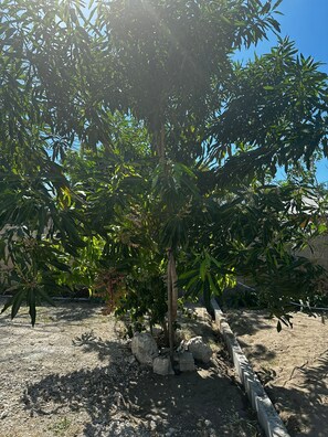 Overnattingsstedets uteområder