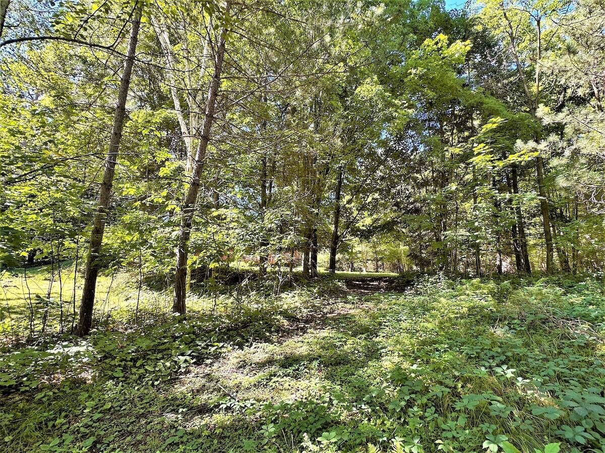 A dense forest with tall trees and undergrowth.