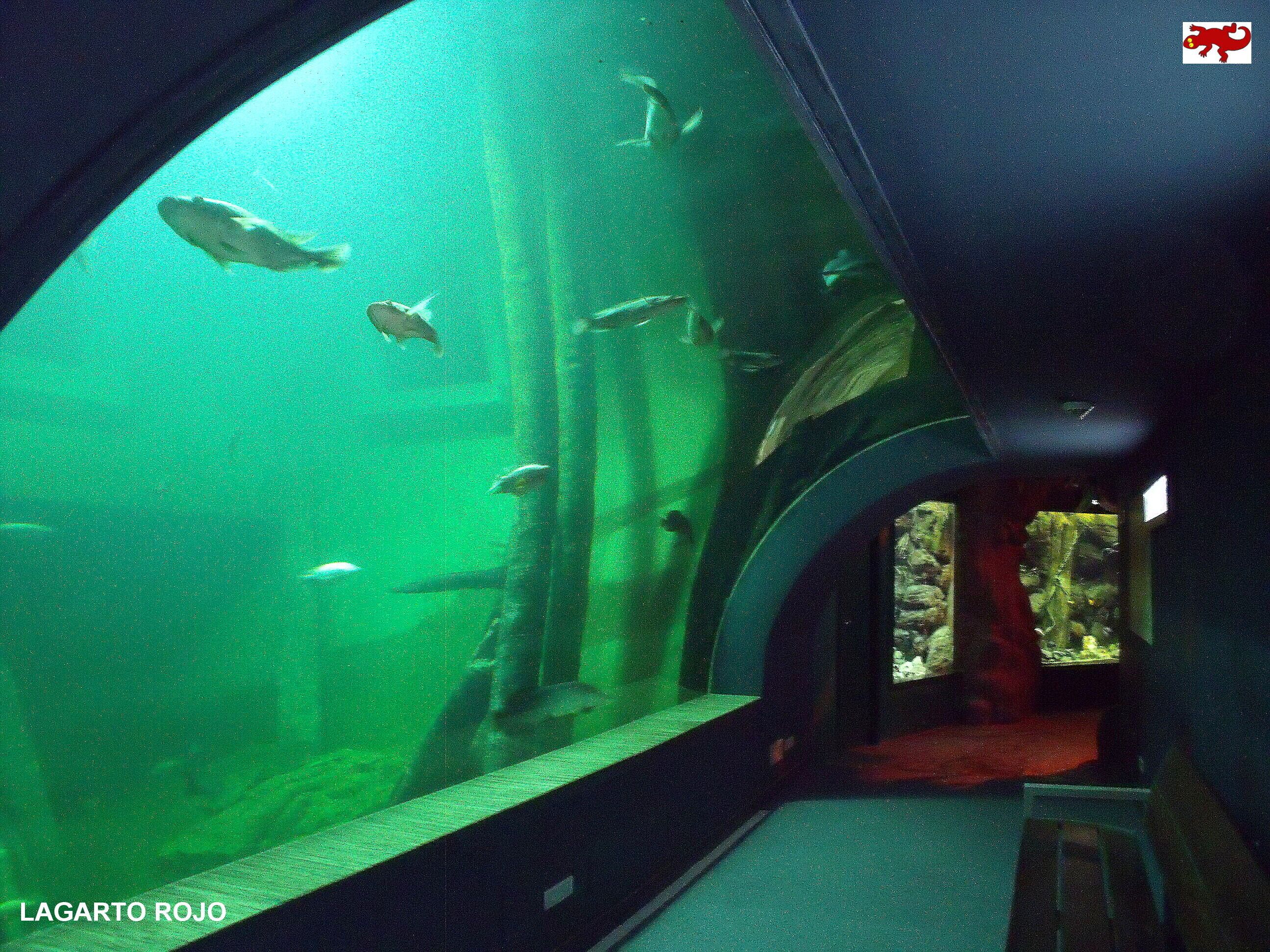 Acuario con diversas especies de peces visibles a través de un amplio ventanal curvo.
