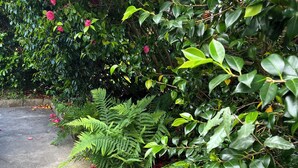 A concrete pathway bordered by lush green ferns and dense foliage.